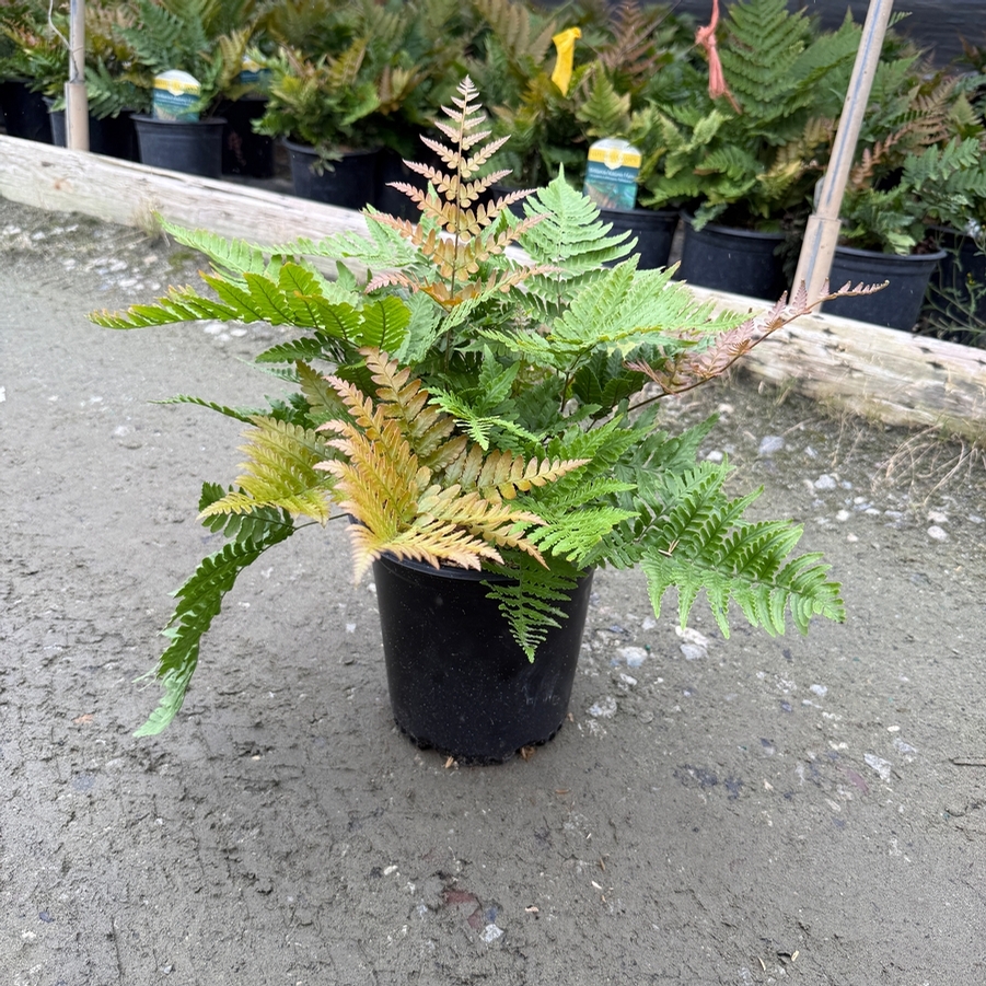 Dryopteris erythrosora Brilliance