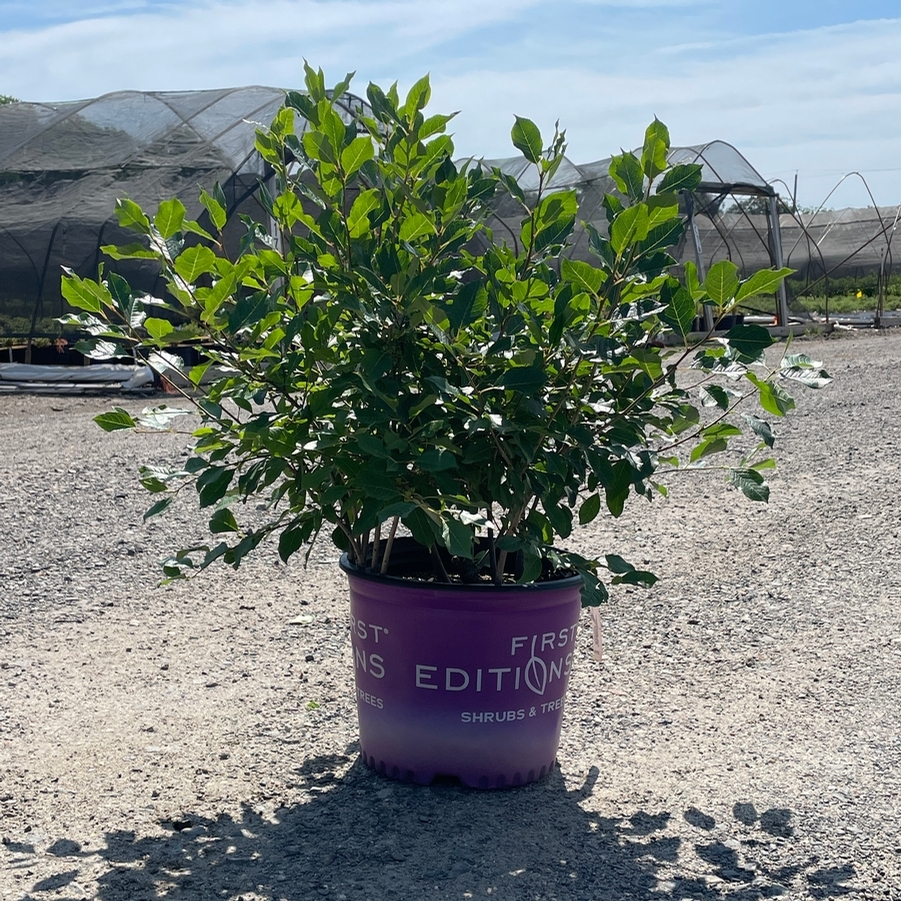Ilex verticillata Wildfire
