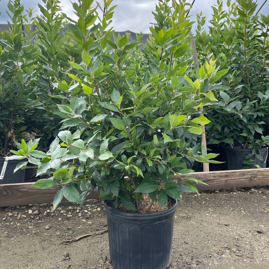 Ilex verticillata Winter Red