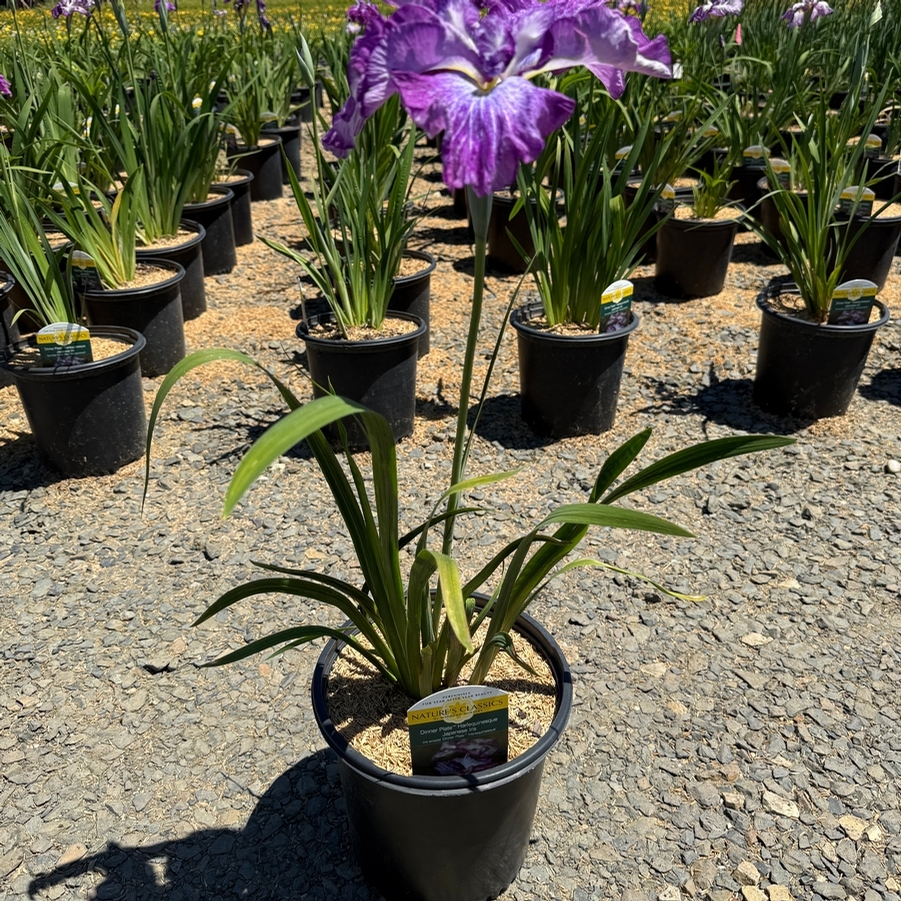 Iris ensata Dinner Plate™ Harlequinesque