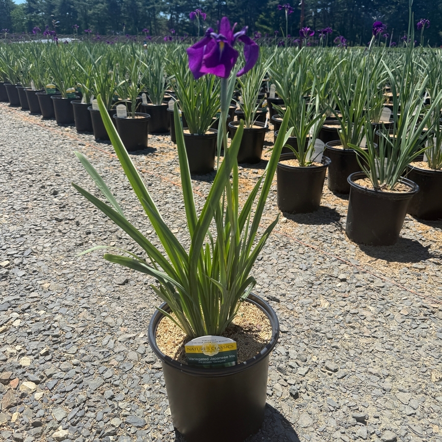 Iris ensata Variegata