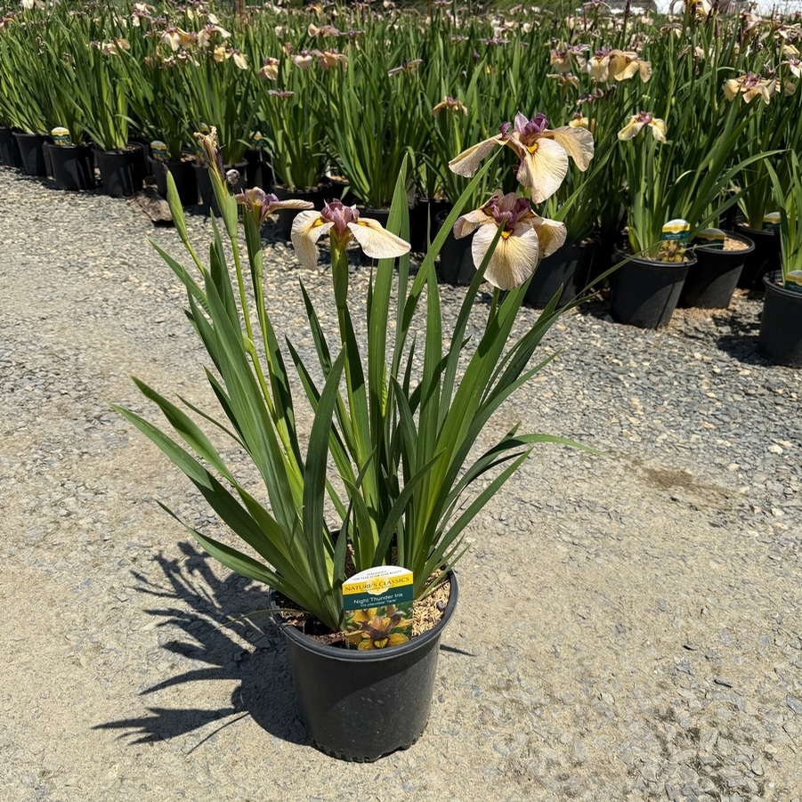 Iris pseudata Yarai
