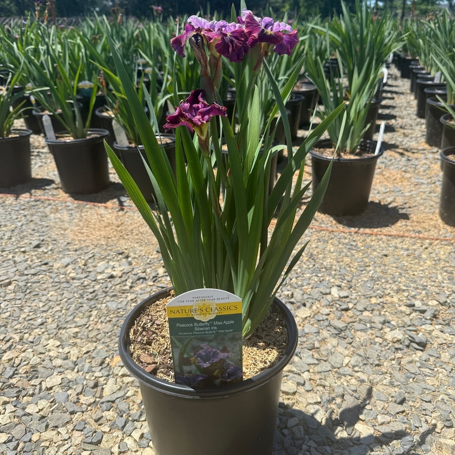 Iris sibirica Peacock Butterfly™ Miss Apple