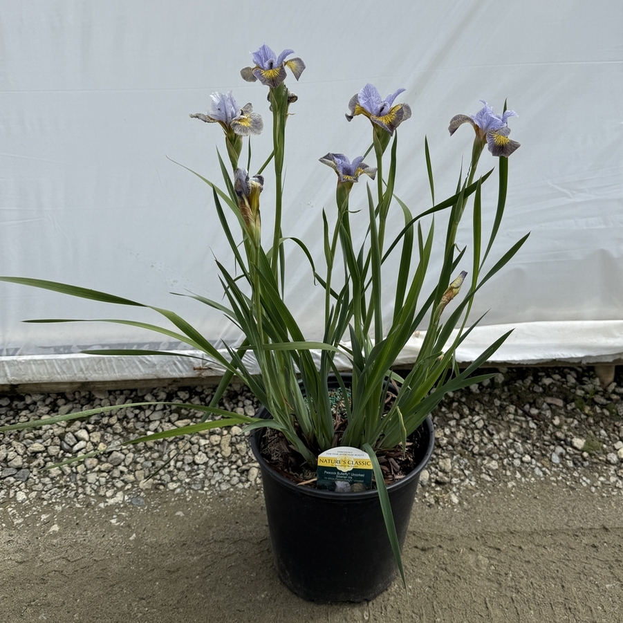 Iris sibirica Peacock Butterfly™ Uncorked