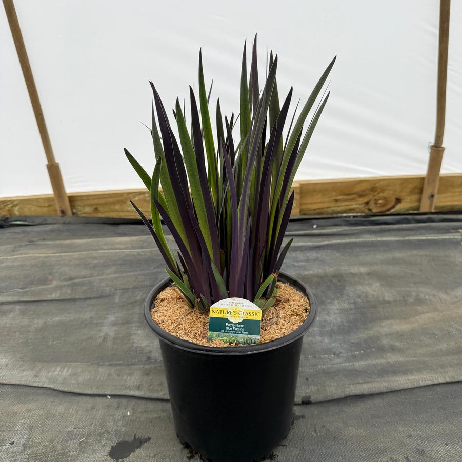 Iris versicolor Purple Flame