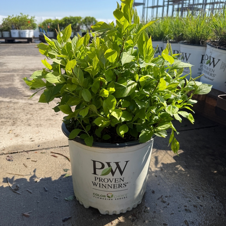 Itea virginica ('Sprich') Little Henry®