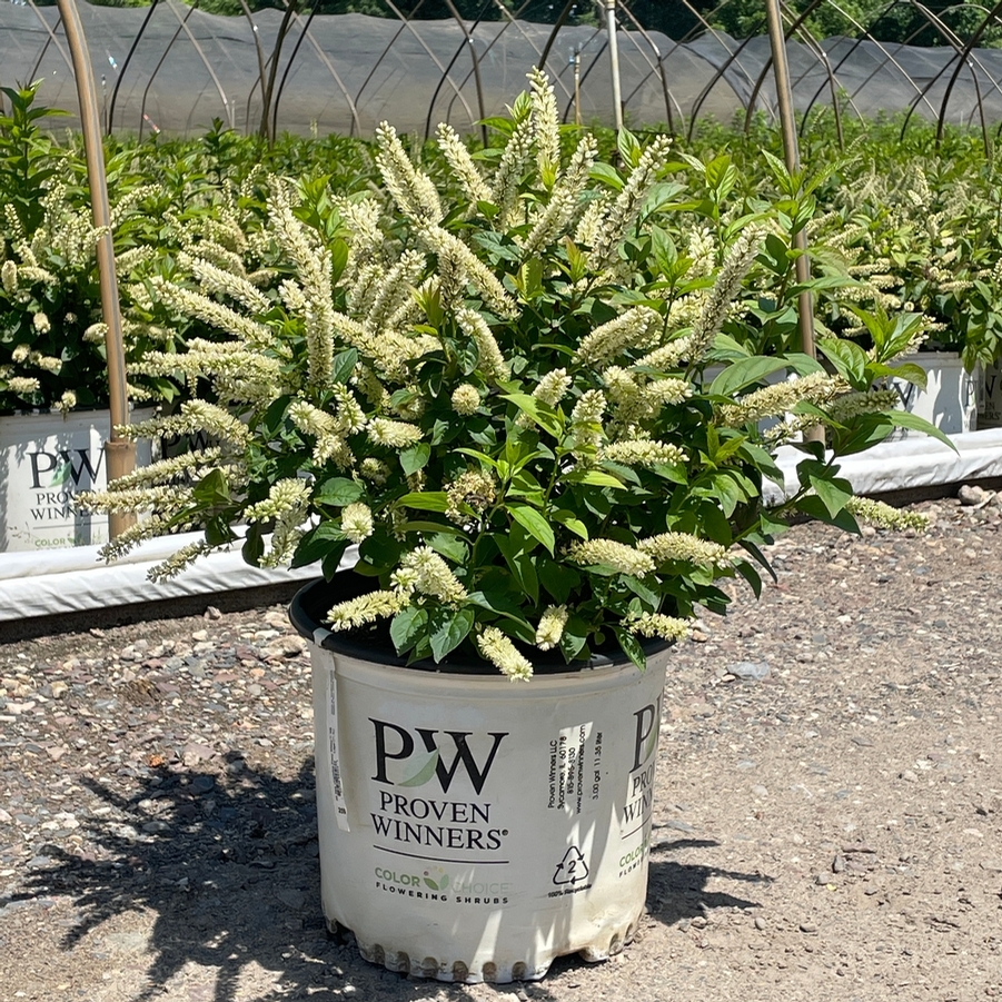 Itea virginica Fizzy Mizzy® PP33549
