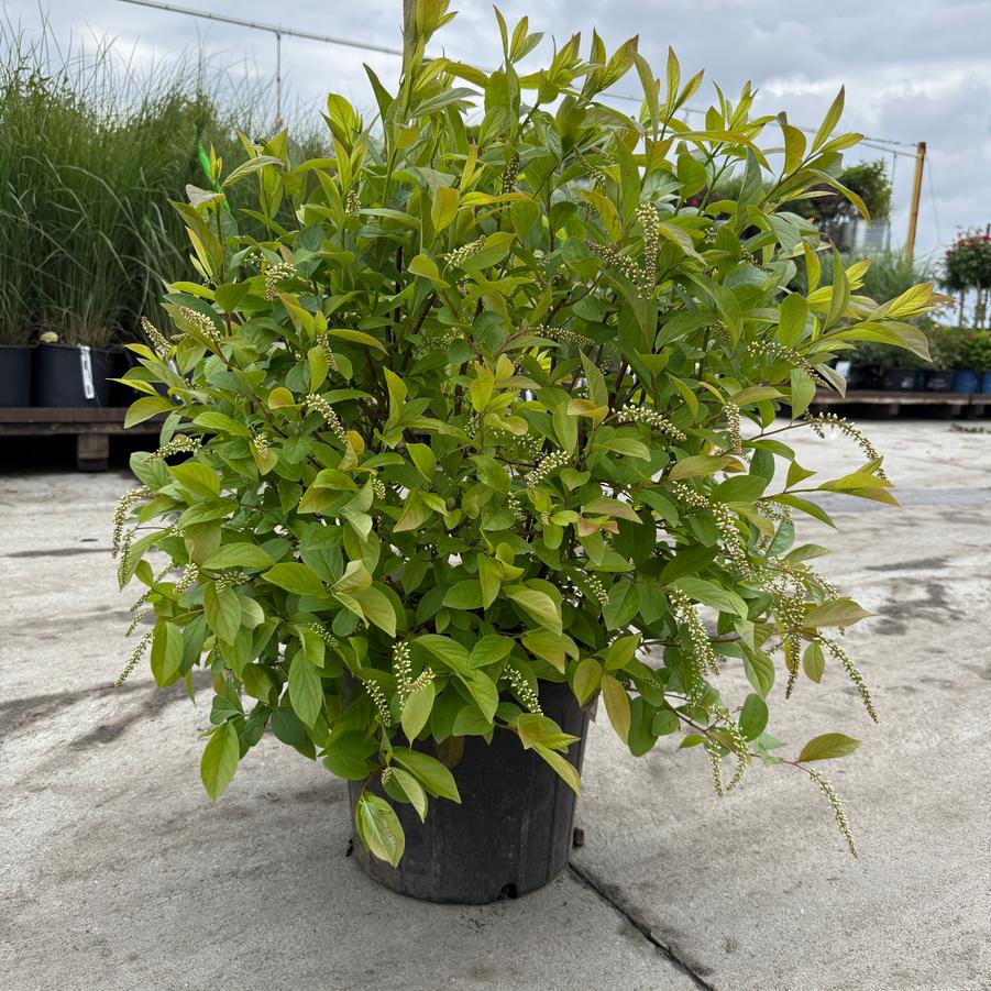 Itea virginica Henry's Garnet