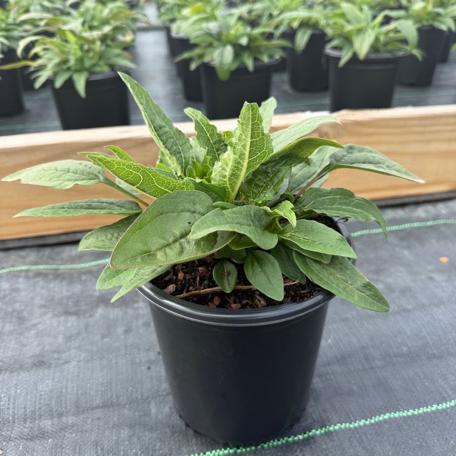 Echinacea Artisan™ Red Ombre