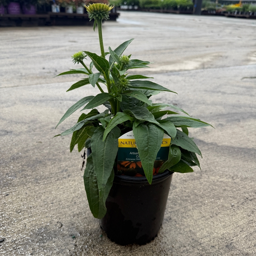 Echinacea Artisan™ Soft Orange