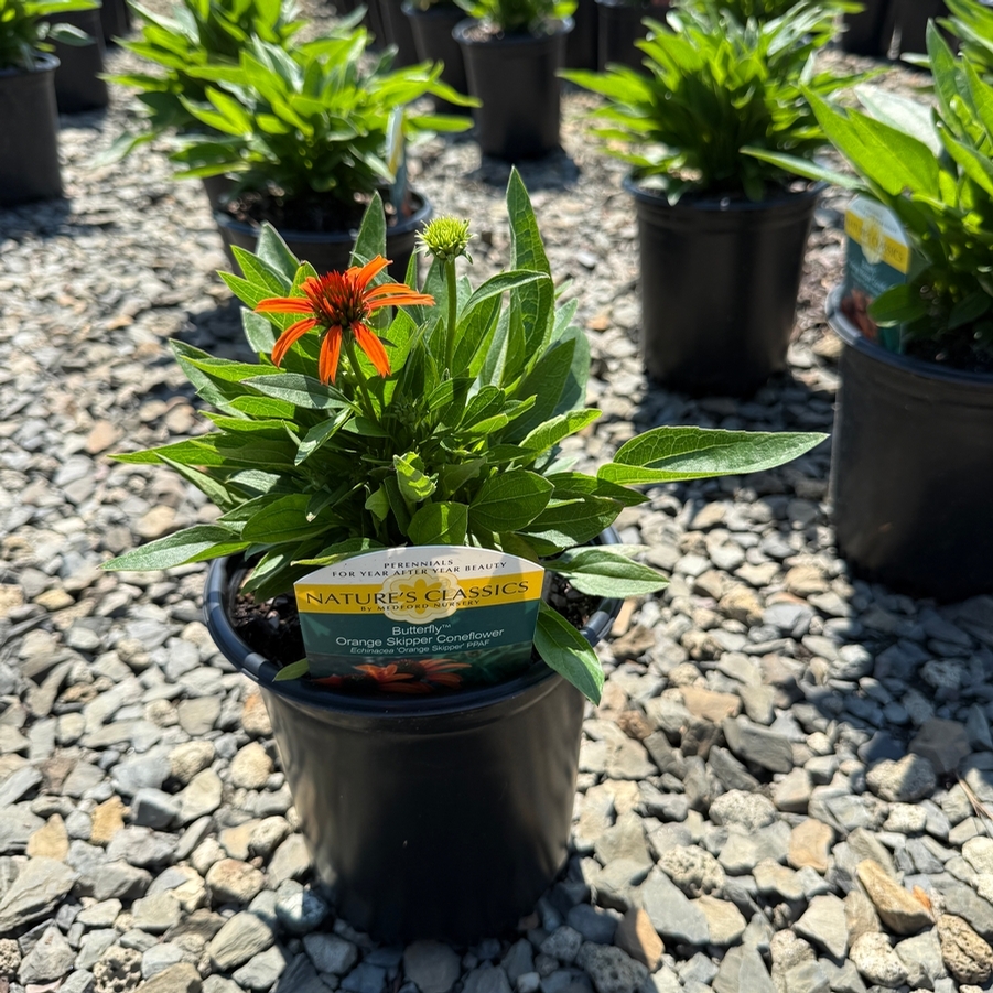 Echinacea Butterfly™ Orange Skipper