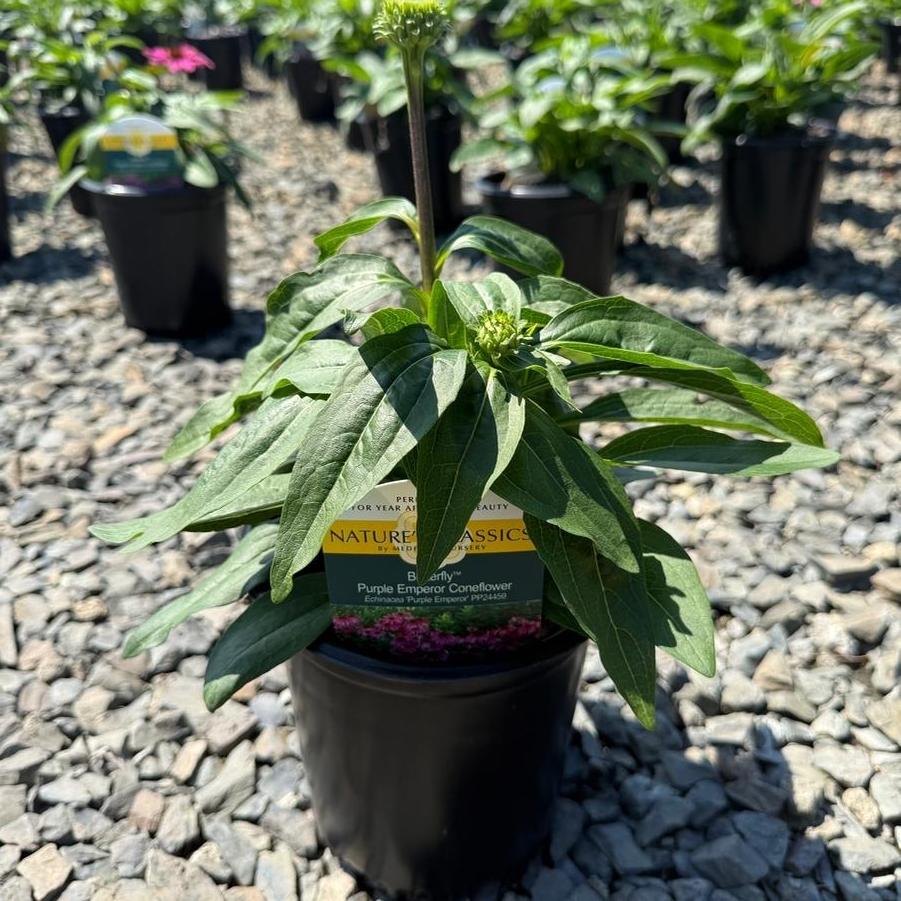 Echinacea Butterfly™ Purple Emperor PP24459