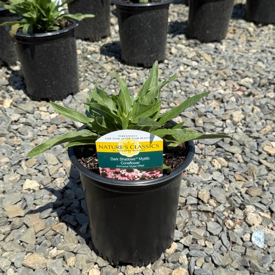 Echinacea Dark Shadows™ Mystic PPAF