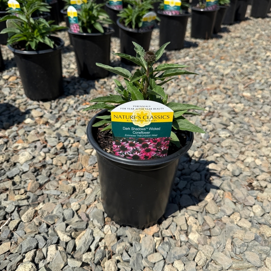 Echinacea Dark Shadows™ Wicked PPAF