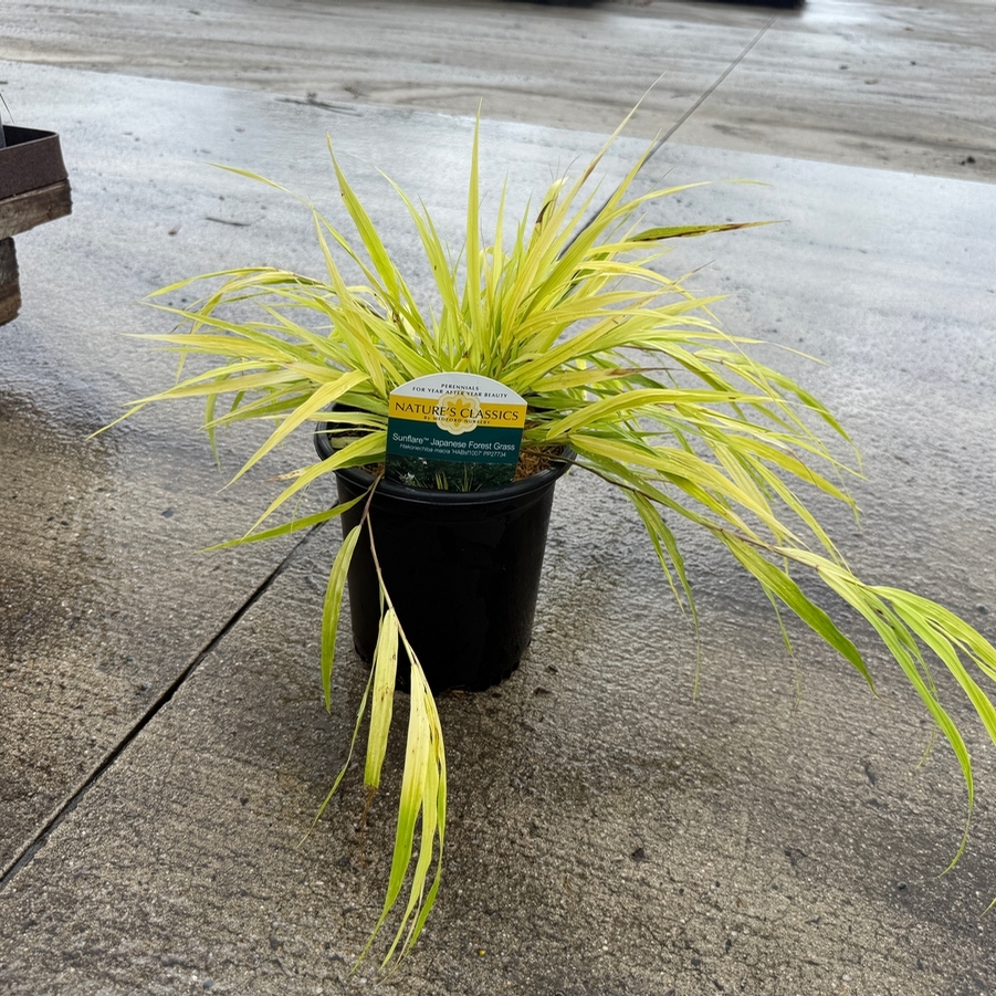 Hakonechloa macra Sunflare™ PP27734