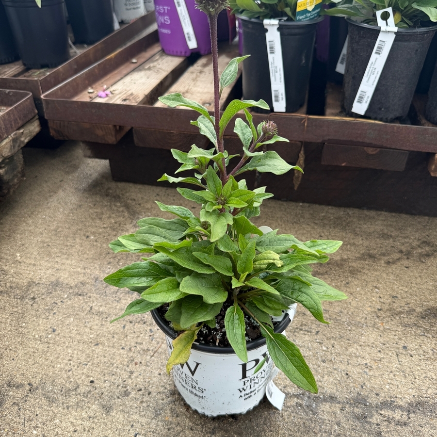 Echinacea Double Coded® Raspberry Beret PP35404