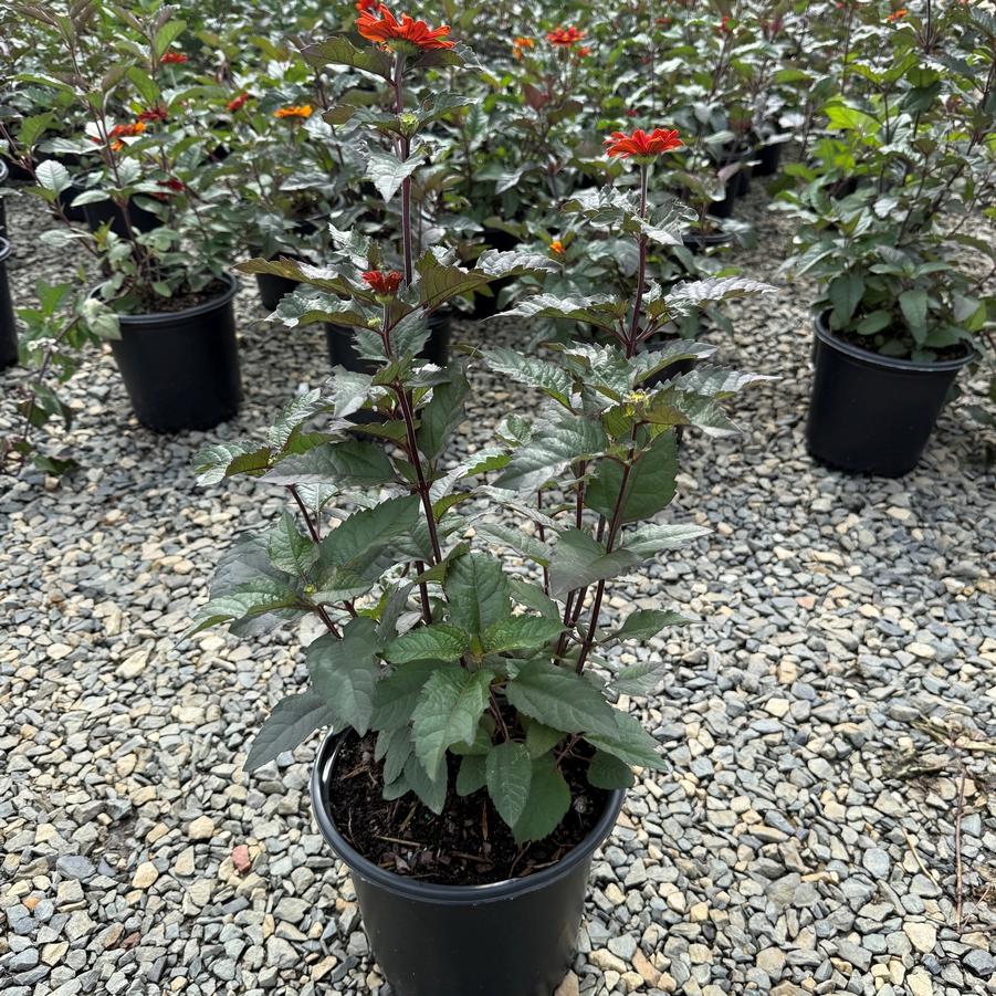 Heliopsis helianthoides Bleeding Hearts