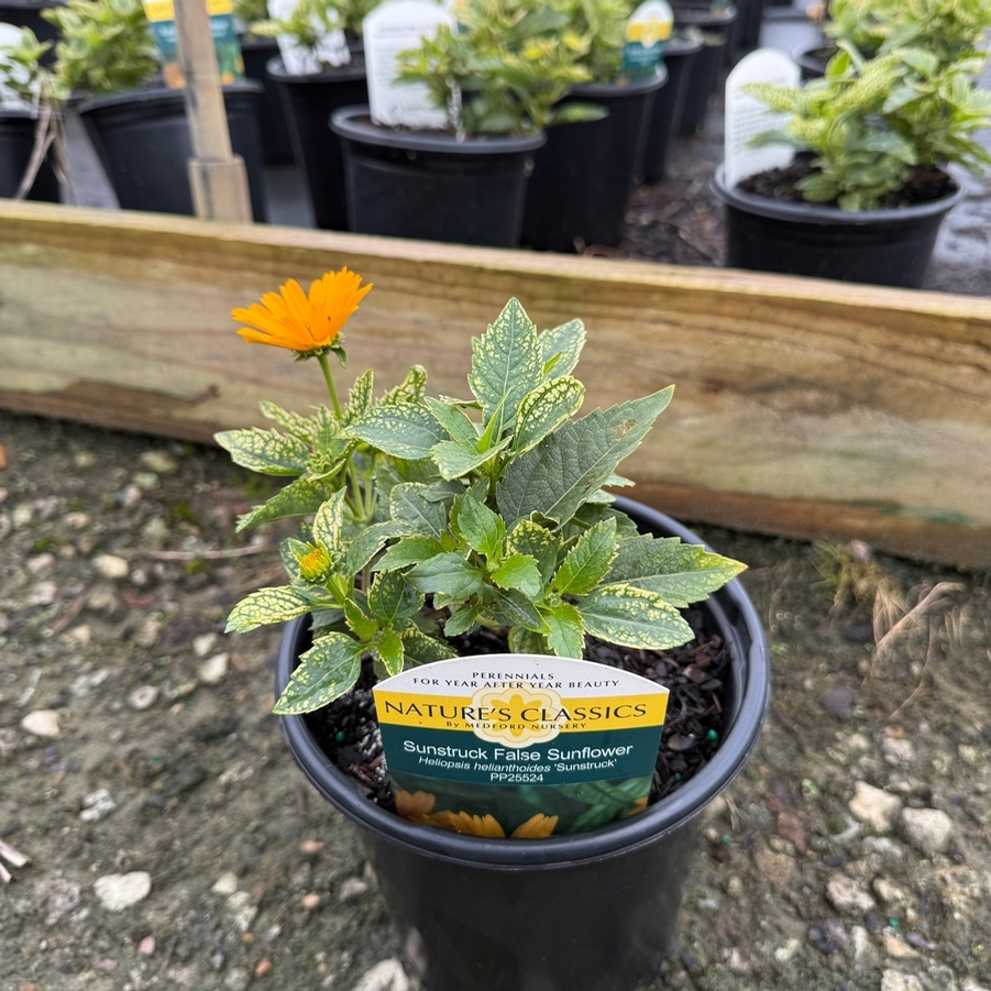 Heliopsis helianthoides Sunstruck PP25524