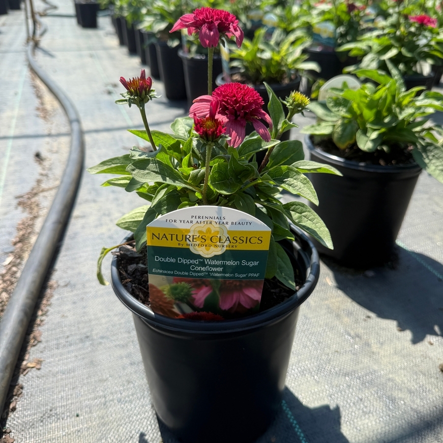 Echinacea Double Dipped® Watermelon Sugar PP35809