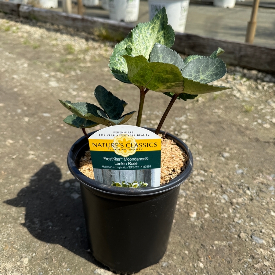 Helleborus Frostkiss® Moon Dance