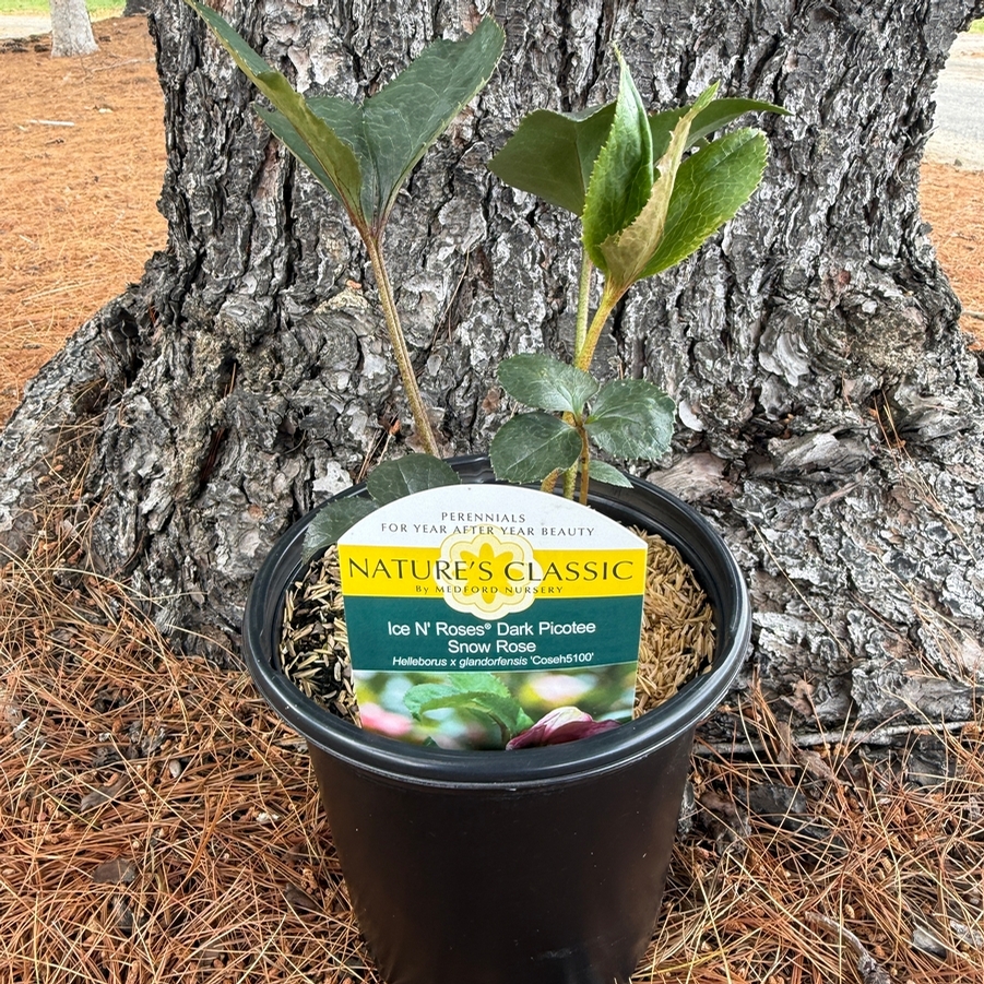 Helleborus HGC® Ice N' Roses® Dark Picotee