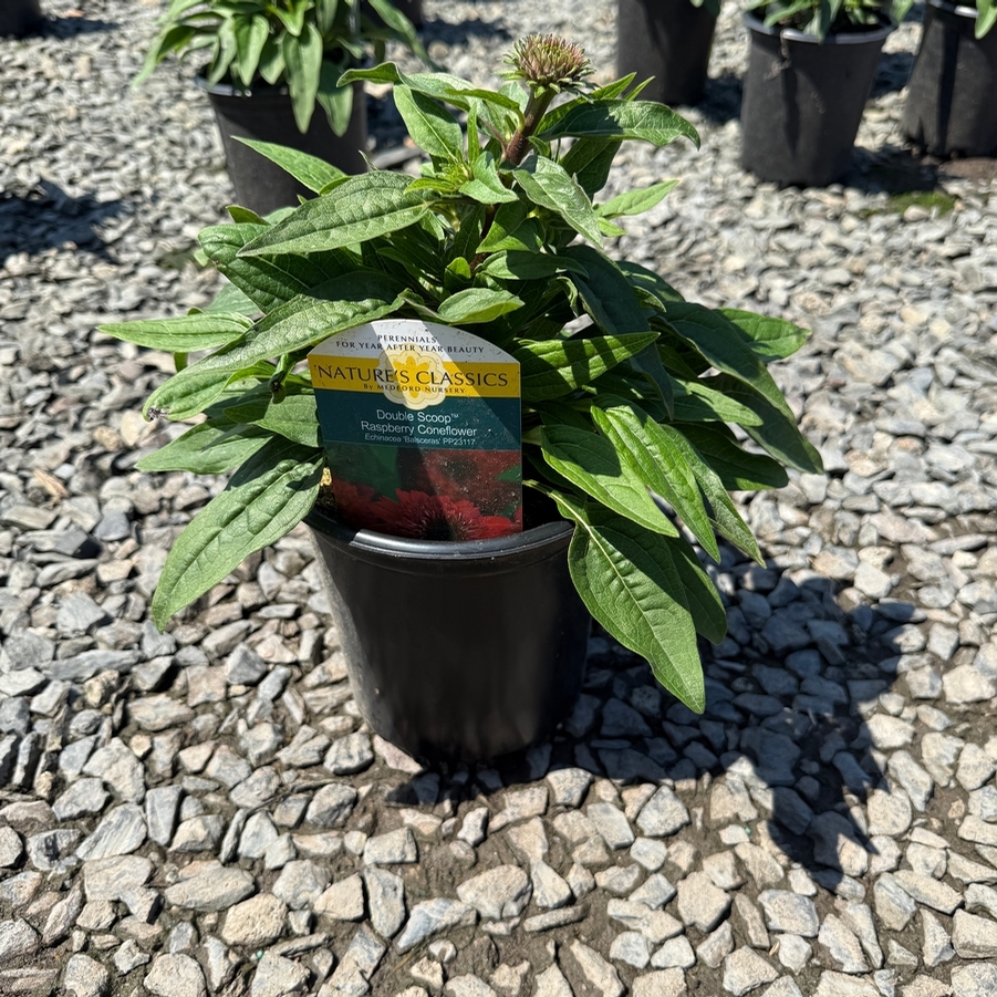 Echinacea Double Scoop™ Raspberry Deluxe