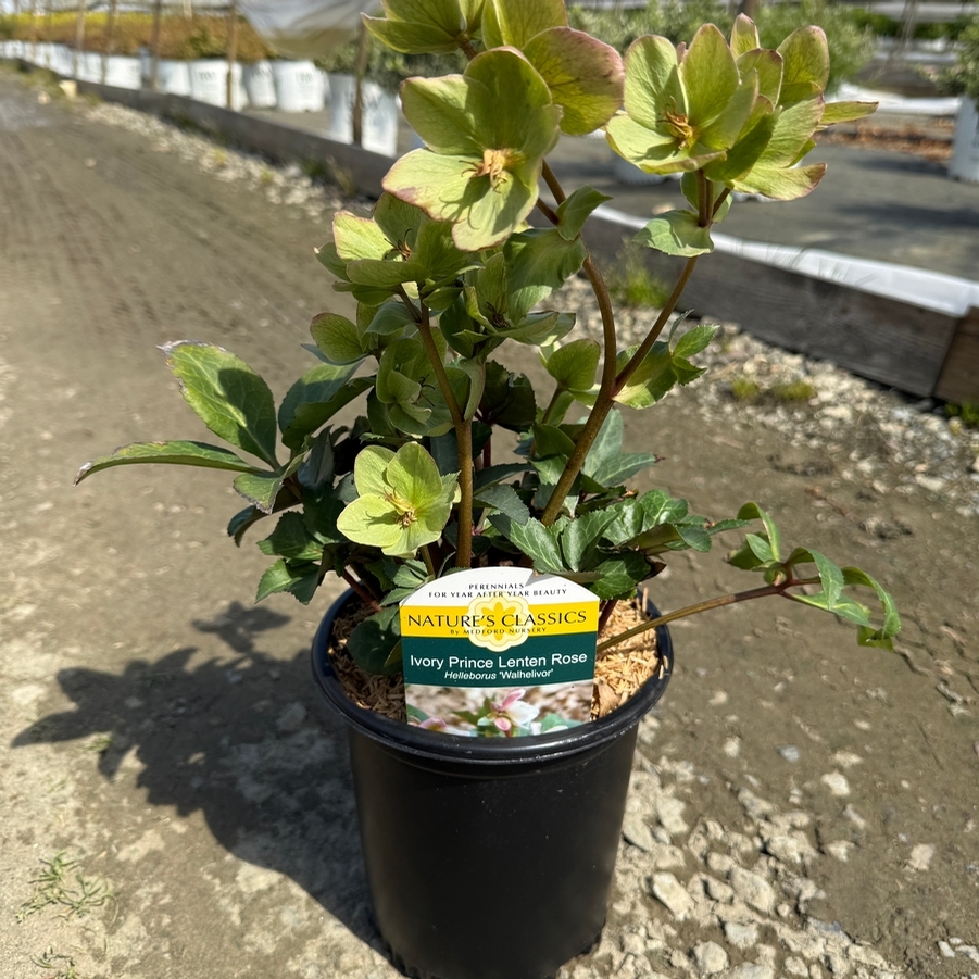 Helleborus Ivory Prince PP16199