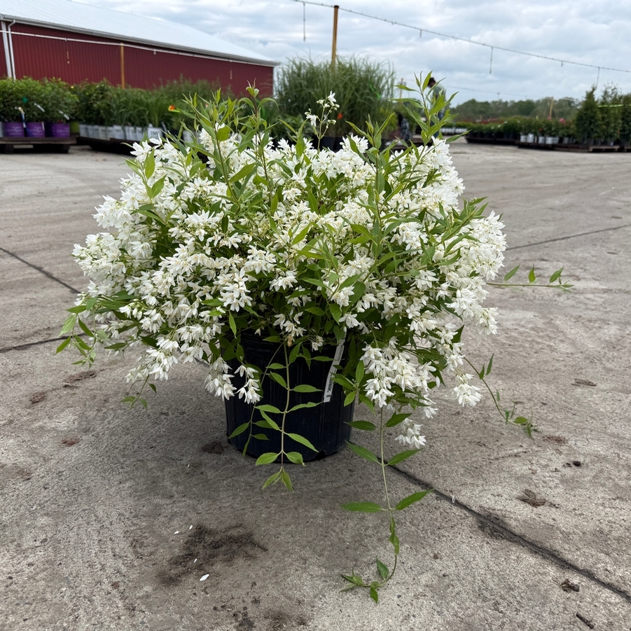 Deutzia gracilis Nikko