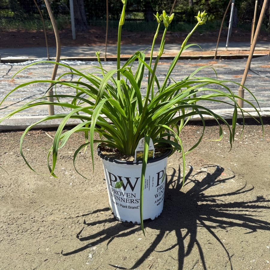Hemerocallis Rainbow Rhythm® Going Bananas