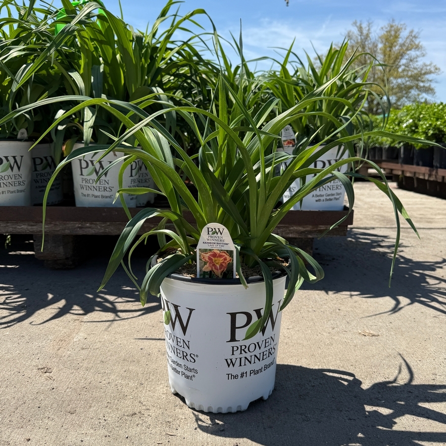 Hemerocallis Rainbow Rhythm® Lake of Fire
