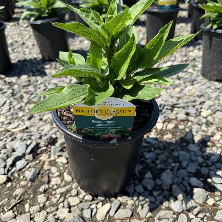Echinacea Fresco™ Apricot