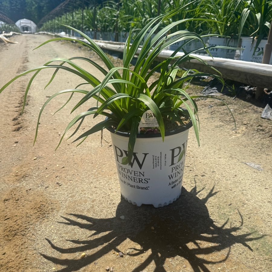 Hemerocallis Rainbow Rhythm® Storm Shelter