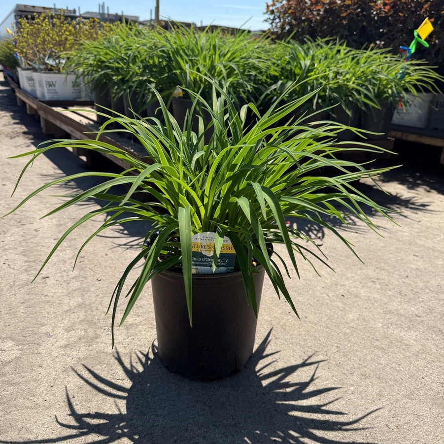 Hemerocallis Stella D'Oro