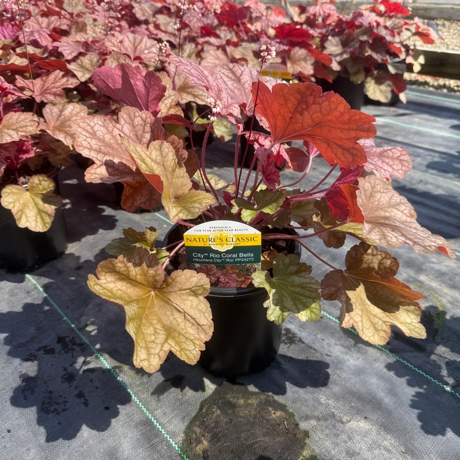 Heuchera City™ Rio PP24273