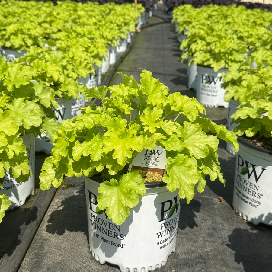 Heuchera Dolce® Apple Twist
