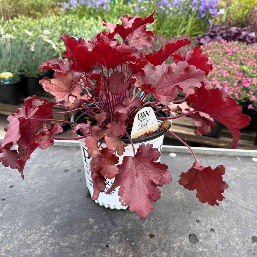 Heuchera Dolce® Cherry Truffles