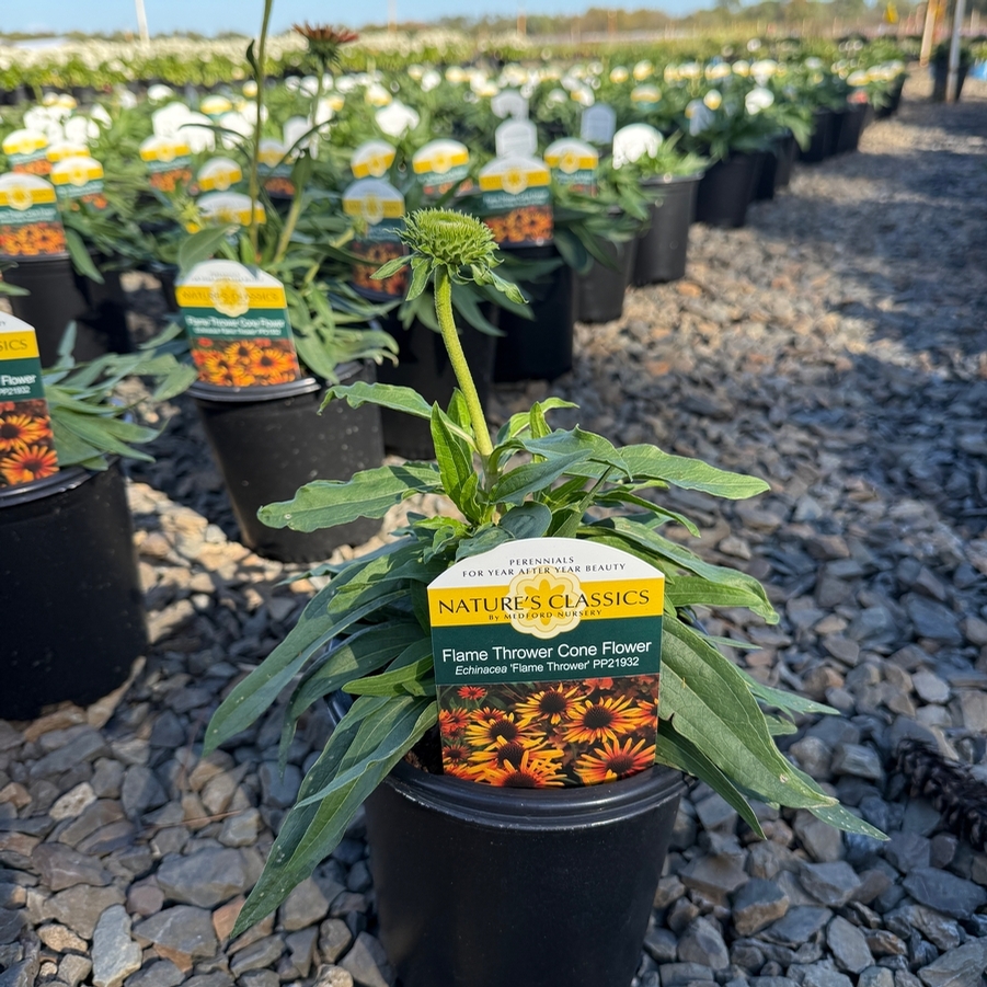 Echinacea Flame Thrower