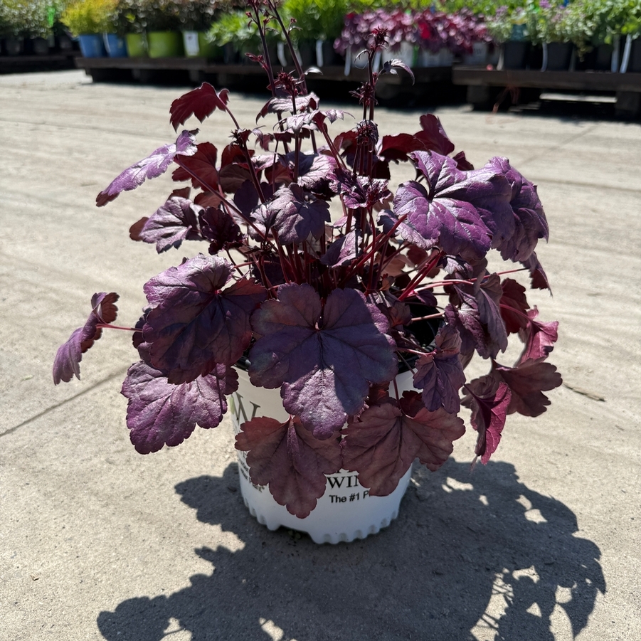 Heuchera Dolce® Wildberry