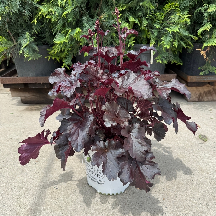 Heuchera Dressed Up® Evening Gown