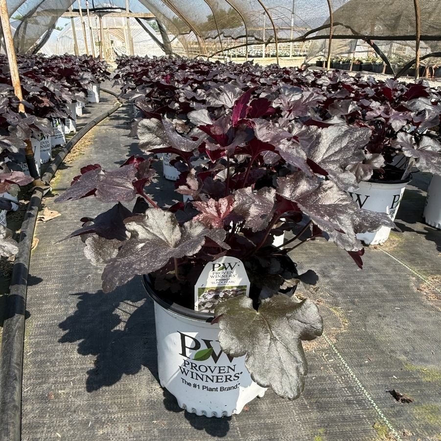 Heuchera Primo® Black Pearl