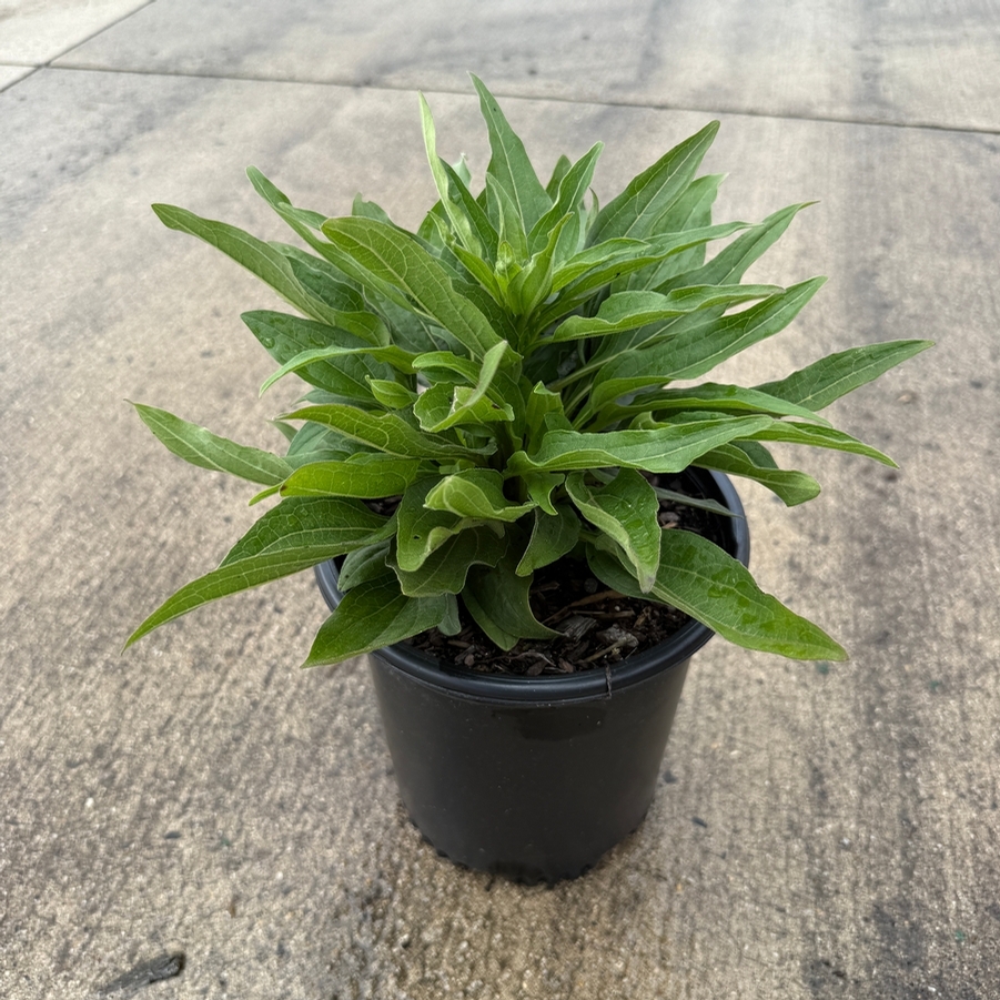 Echinacea French Tips