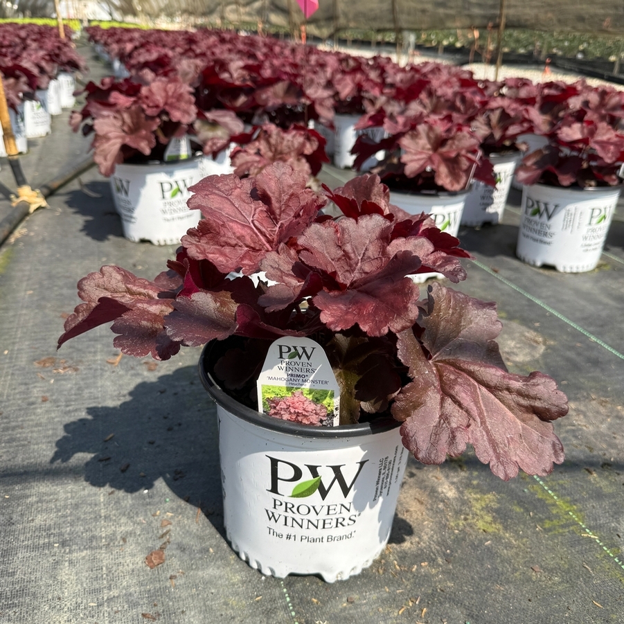 Heuchera Primo® Mahogany Monster