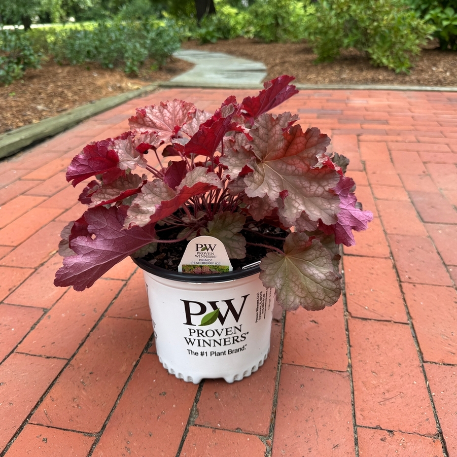 Heuchera Primo® Peachberry Ice