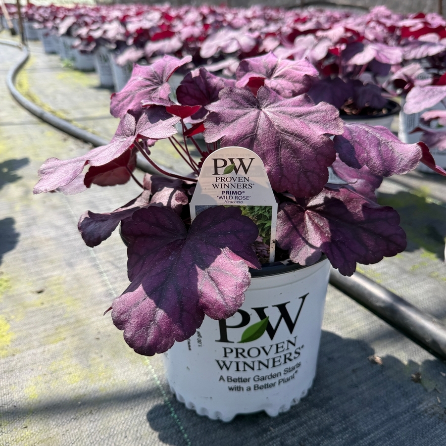 Heuchera Primo® Wild Rose