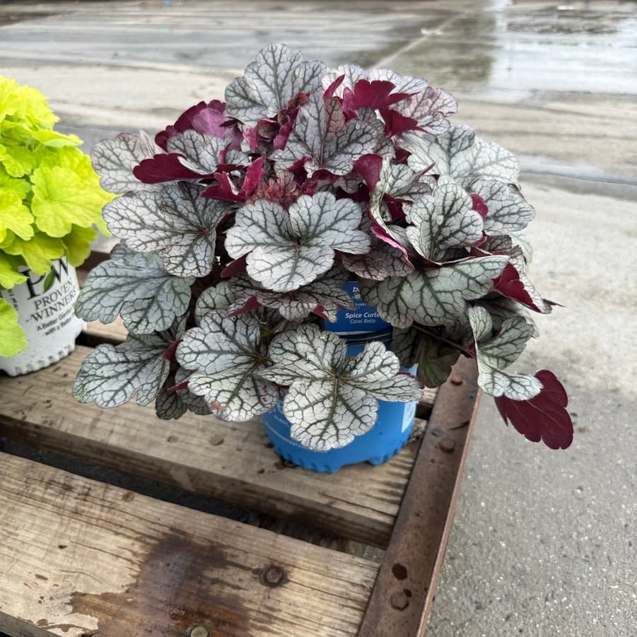 Heuchera Spice Curls™ PPAF