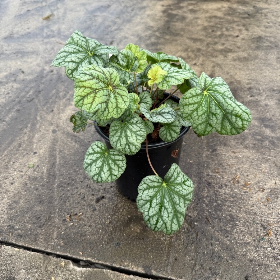 Heuchera americana Green Spice