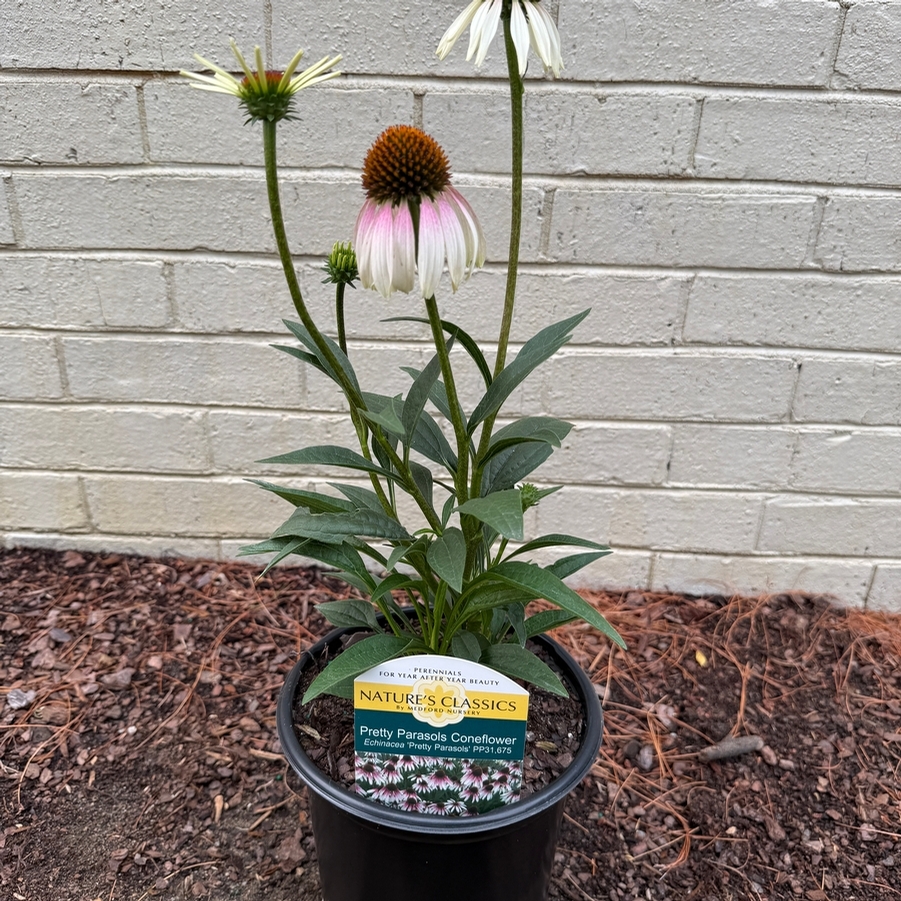 Echinacea Pretty Parasols