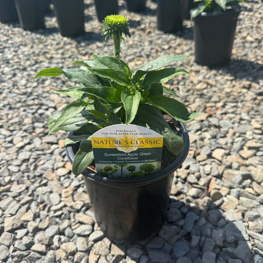 Echinacea Sunseekers® Apple Green