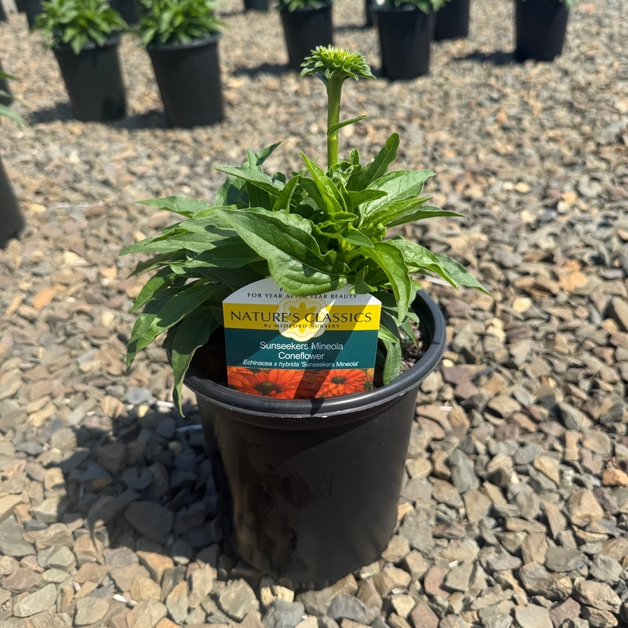 Echinacea Sunseekers® Mineola