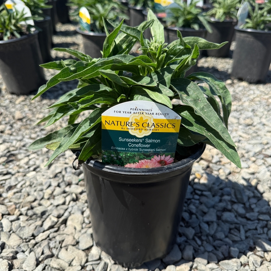 Echinacea Sunseekers® Salmon